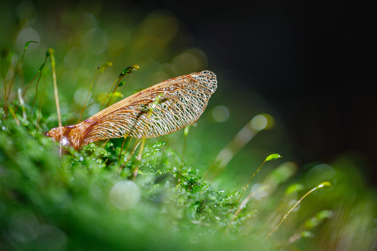 81-2311-helikopterzaadje esdoorn.jpg